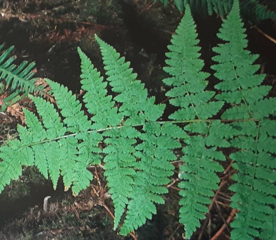 Dryopteris guanchica — search result for 'Dryopteris'