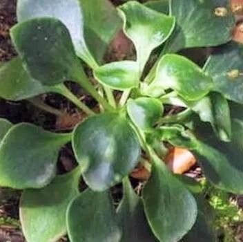 Aichryson dumosum — related species from the same genus