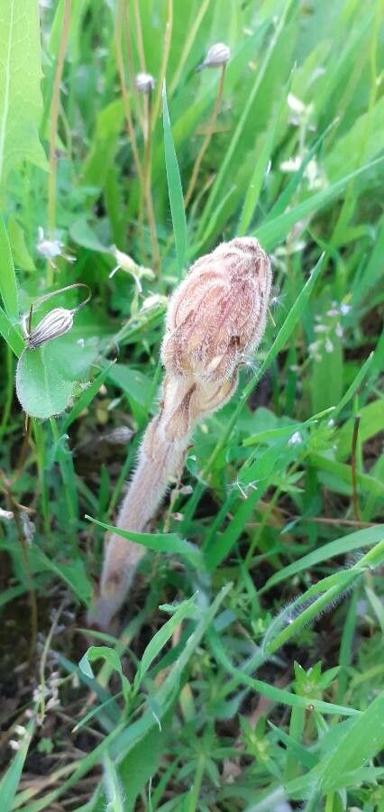Orobanche minor flower