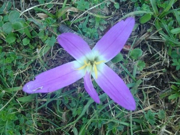 Colchicum montanum leaf