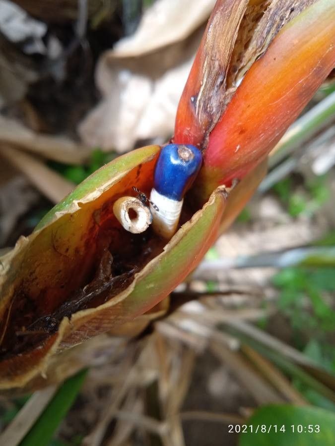 Heliconia bihai fruit