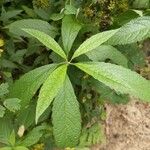 Eutrochium fistulosum