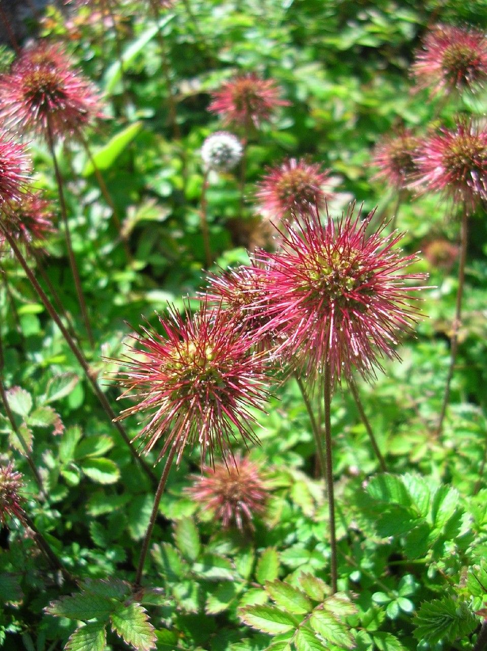 Acaena fissistipula — houseplant care guide