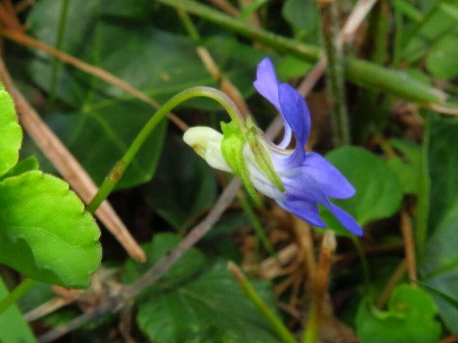 Viola x bavarica flower