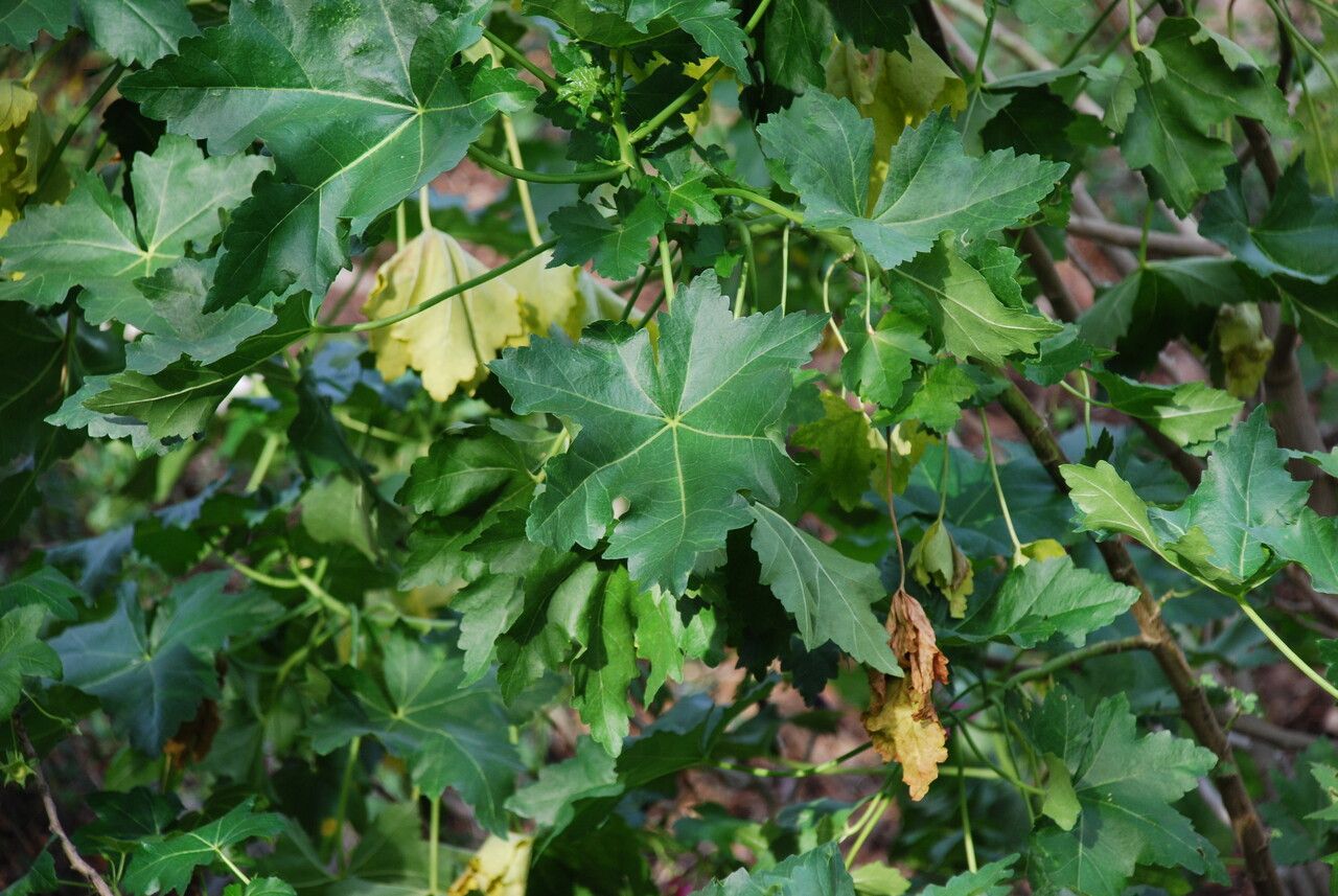 Malva assurgentiflora — search result for 'Malva'