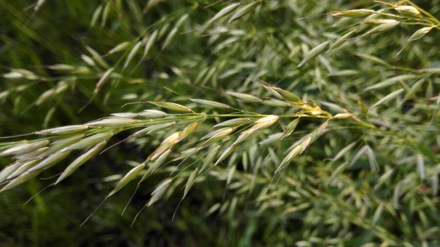 Bromus arvensis — related species from the same genus