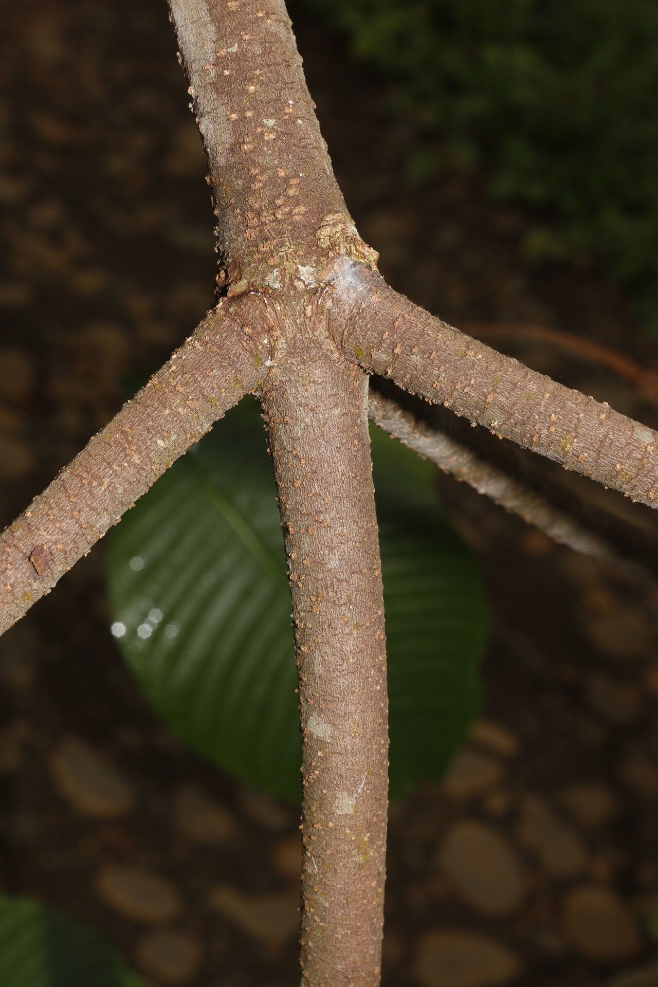 Couma macrocarpa bark