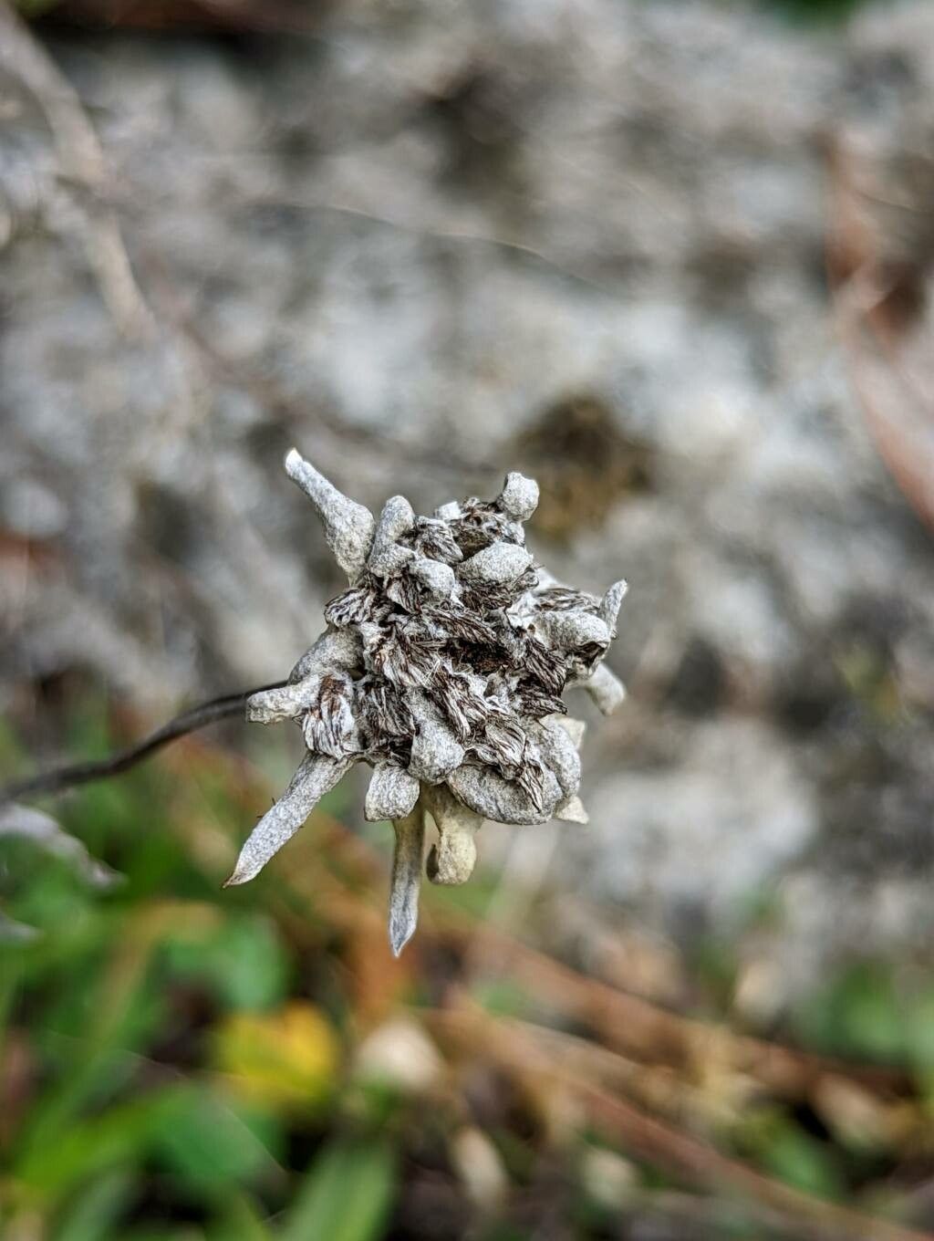 Leontopodium kurilense fruit