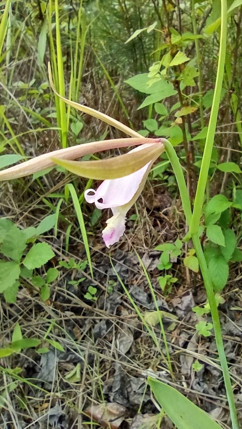 Cleistesiopsis divaricata — houseplant care guide