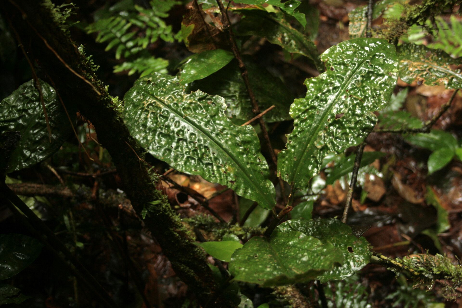 Costus claviger — houseplant care guide