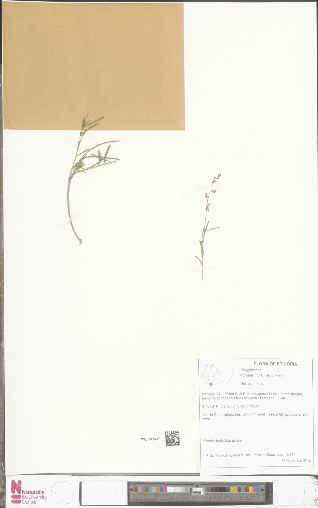 Polygala muratii — houseplant care guide