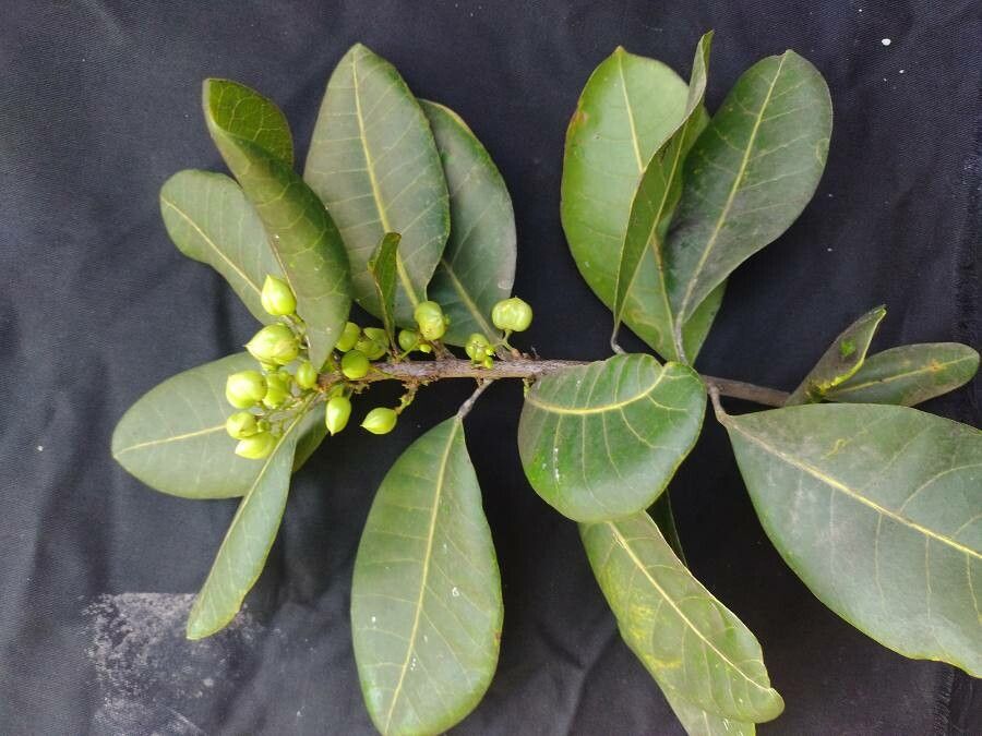 Protium bahianum leaf