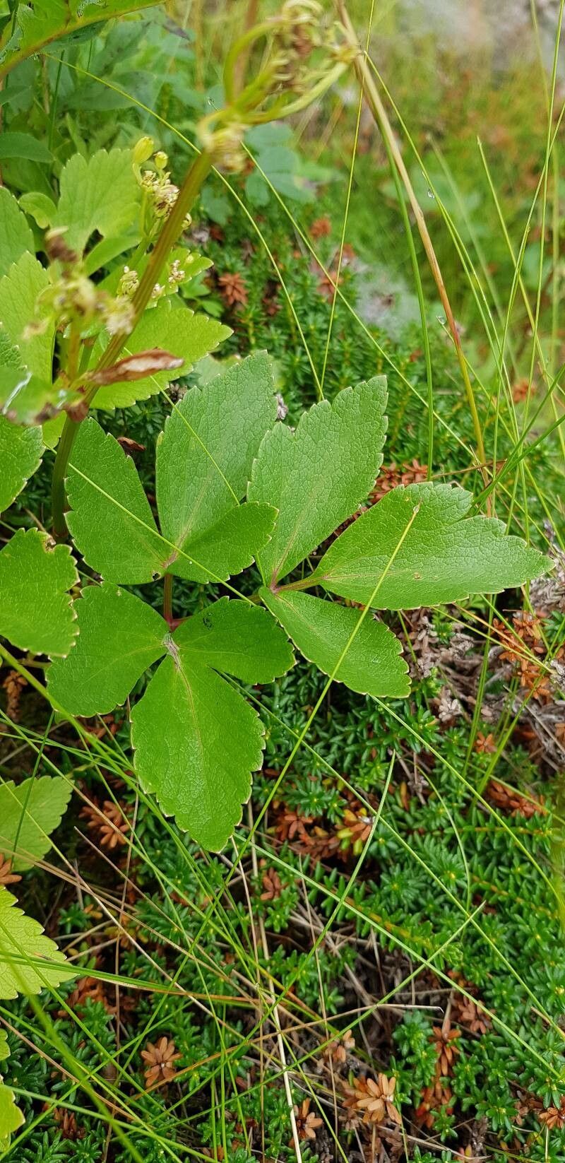 Ligusticum scothicum — search result for 'Ligusticum'