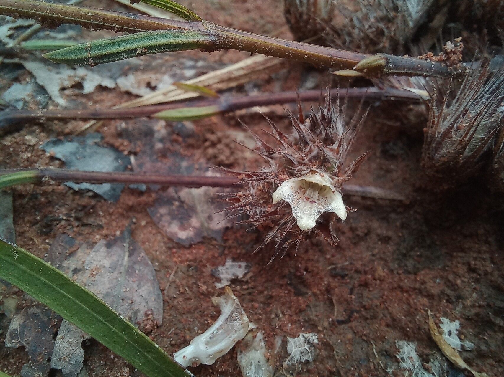 Lepidagathis fischeri flower