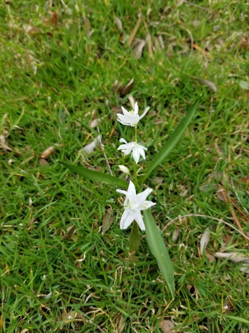 Ornithogalum nutans flower