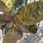 Hemigraphis alternata