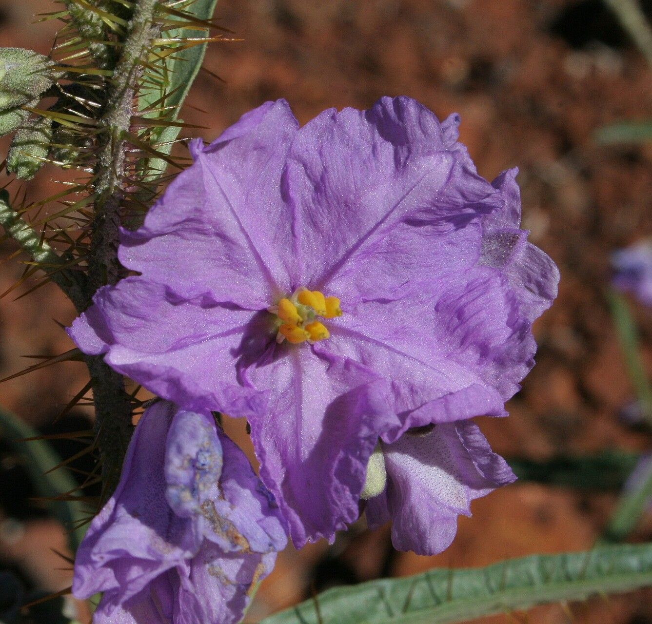 Solanum kentrocaule — houseplant care guide