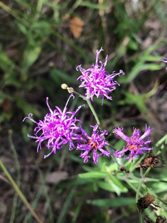 Vernonia texana — search result for 'Vernonia'