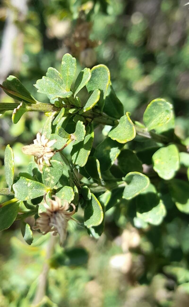 Baccharis obovata — search result for 'Baccharis'