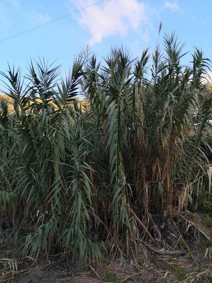 Arundo donax