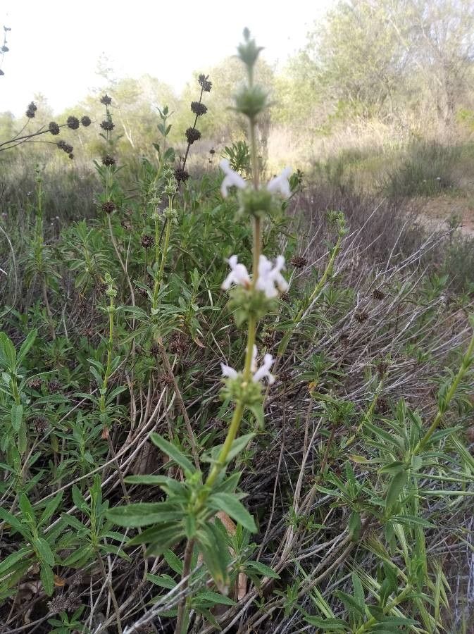 Salvia mellifera flower