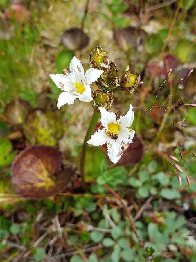 Nephrophyllidium crista-galli flower