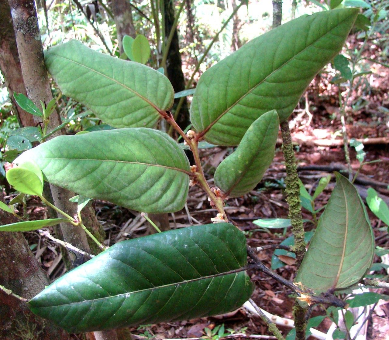 Diospyros margaretae — houseplant care guide