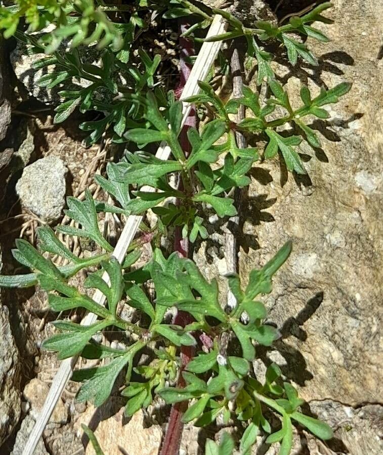 Bidens triplinervia leaf