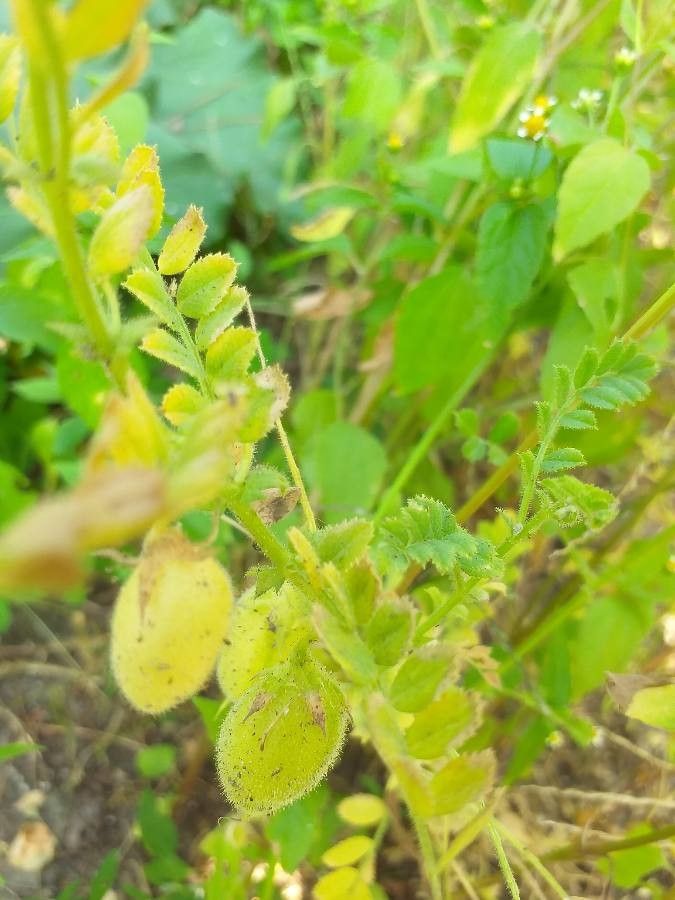 Cicer arietinum fruit