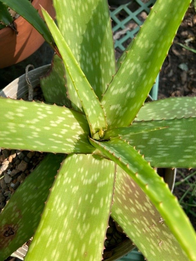Aloe kilifiensis — search result for 'Tanzania'