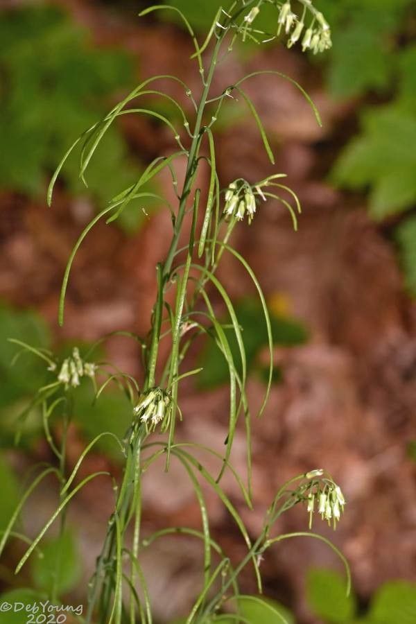 Boechera laevigata fruit