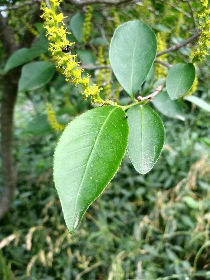 Sebastiania brasiliensis leaf