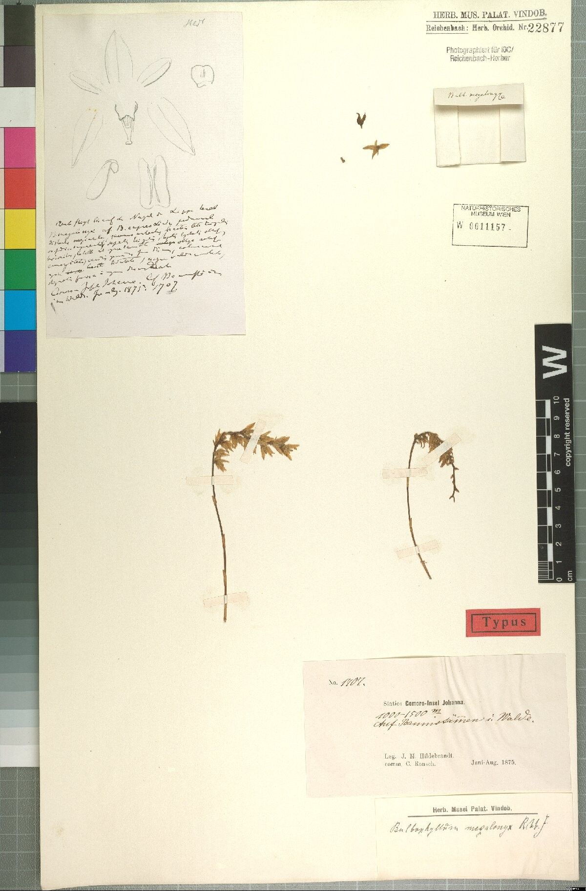 Bulbophyllum megalonyx — houseplant care guide