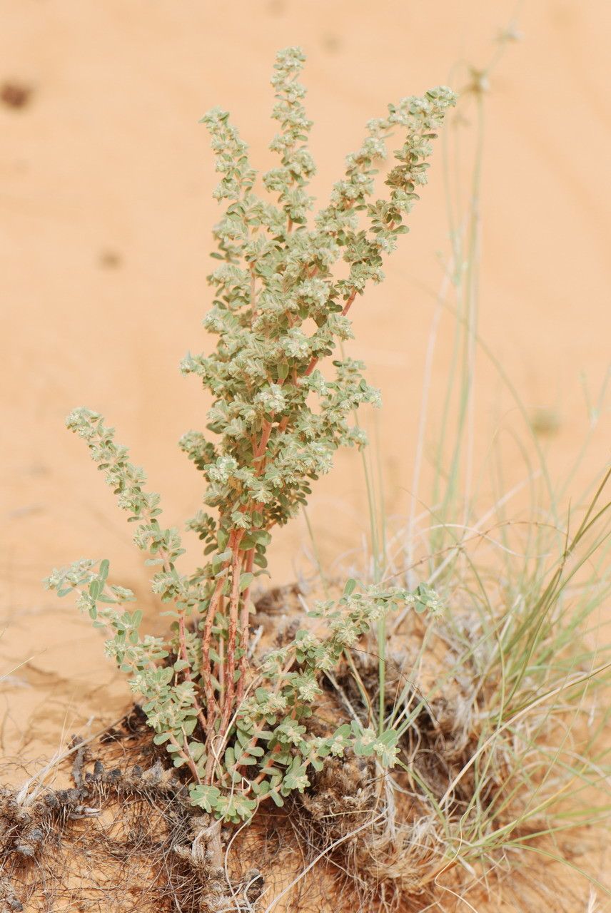 Euphorbia scordiifolia — houseplant care guide