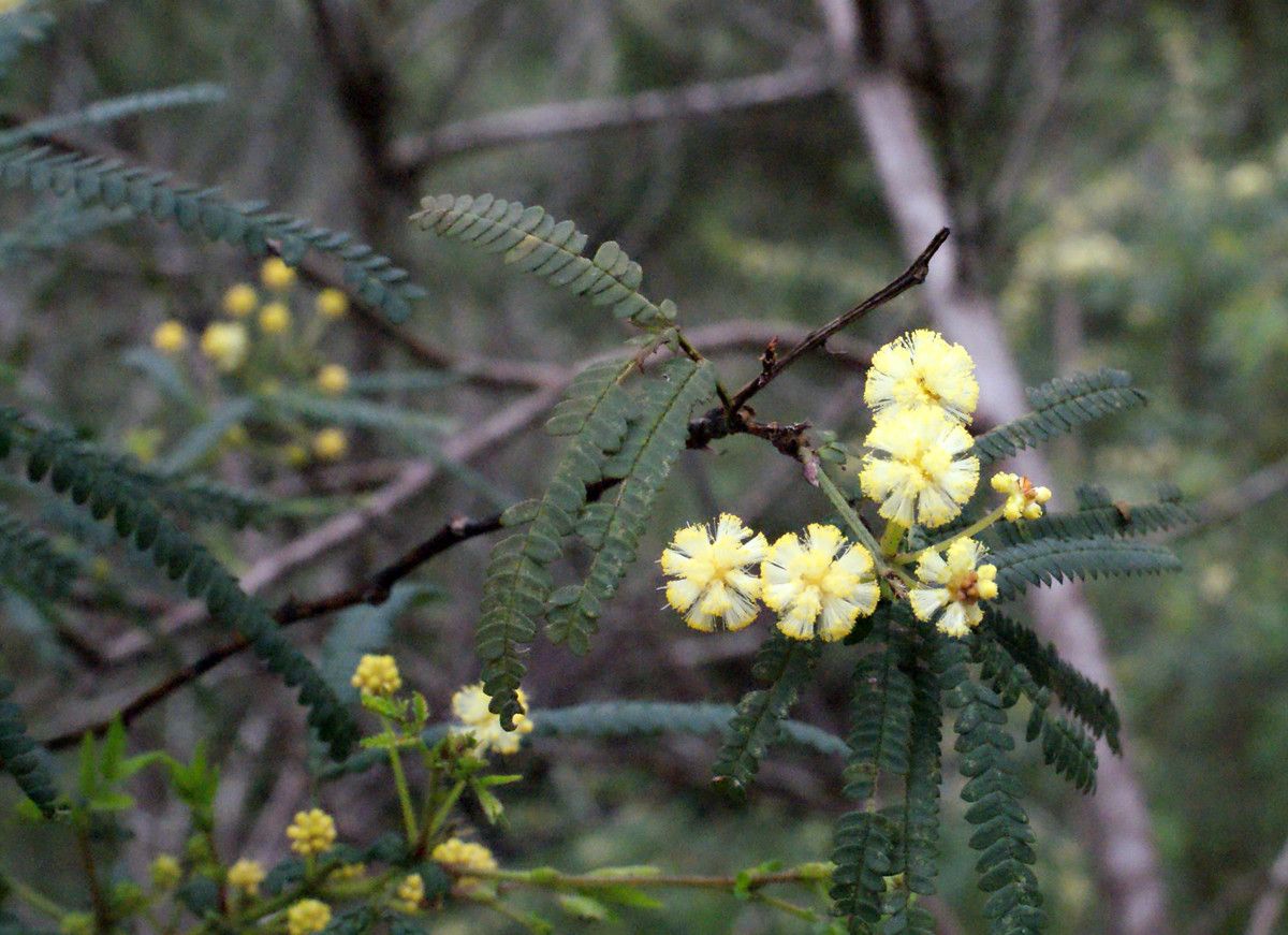 Acacia pentadenia flower
