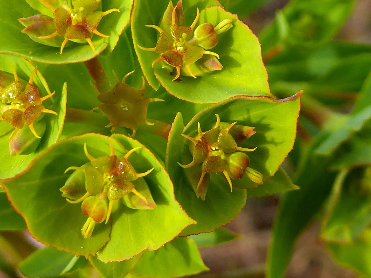 Euphorbia terracina flower