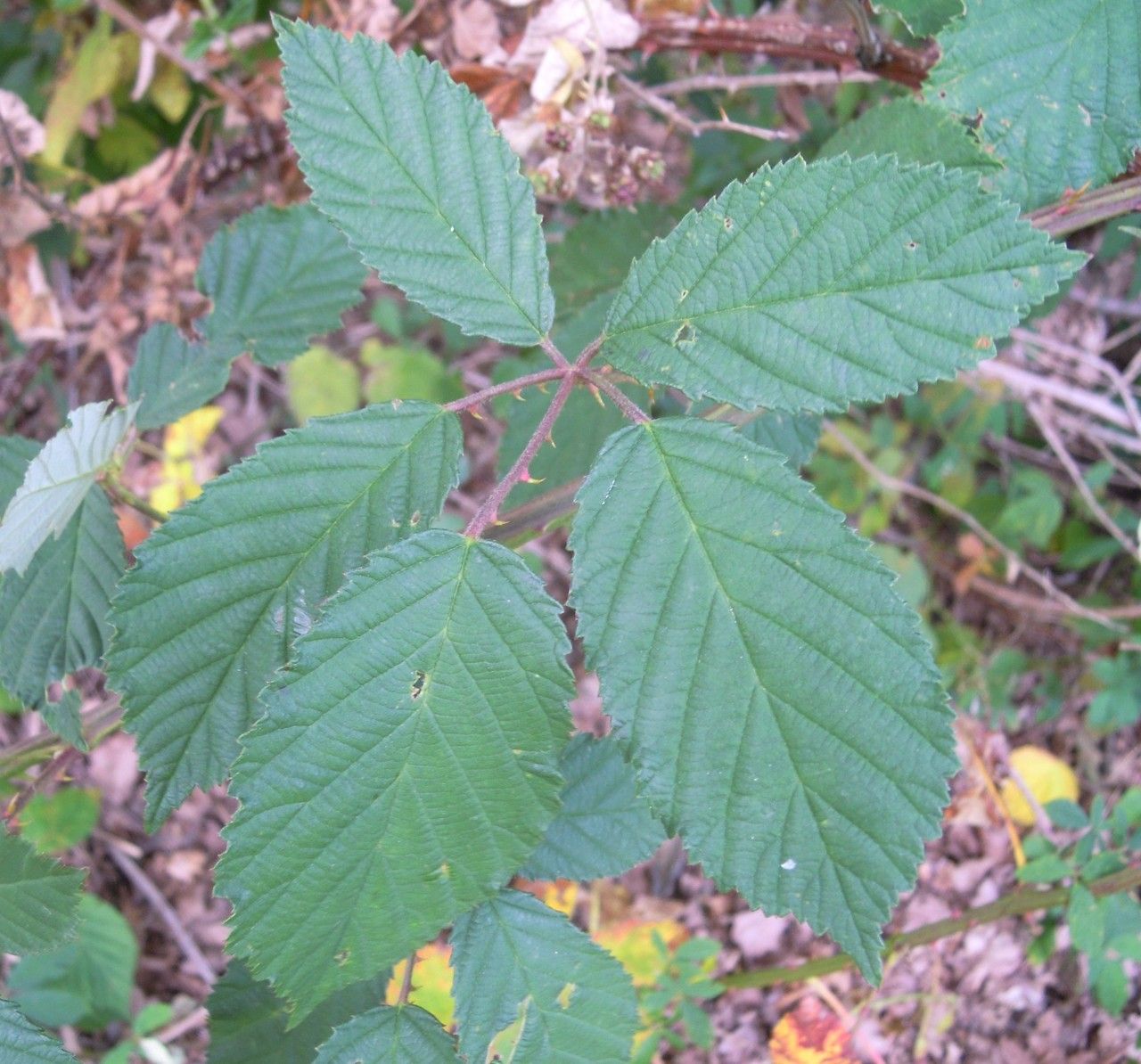 Rubus goniophorus leaf
