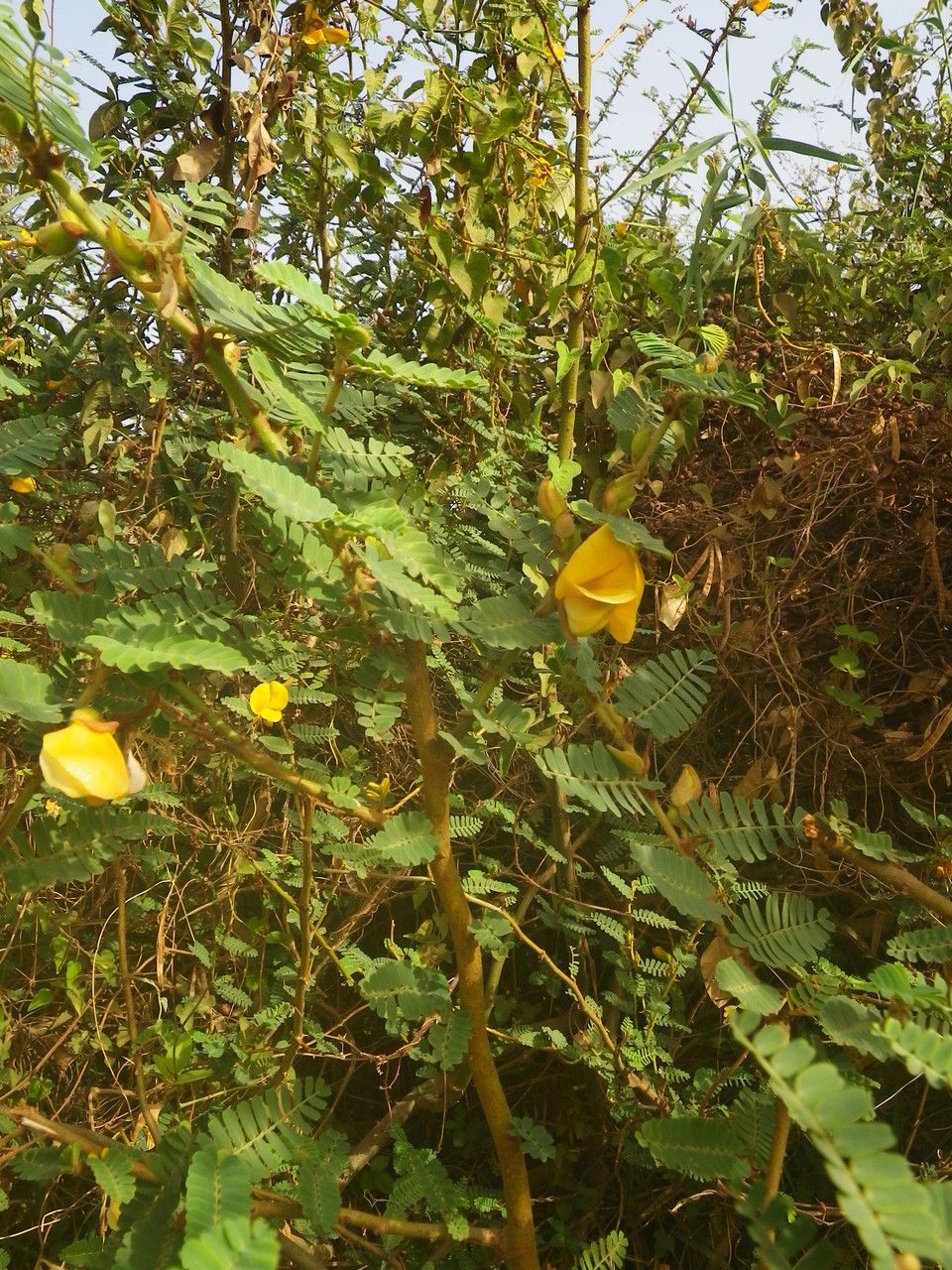 Aeschynomene elaphroxylon — search result for 'Nigeria'