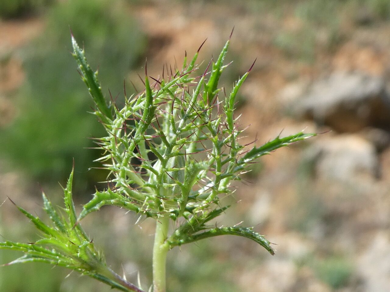Atractylis cancellata flower
