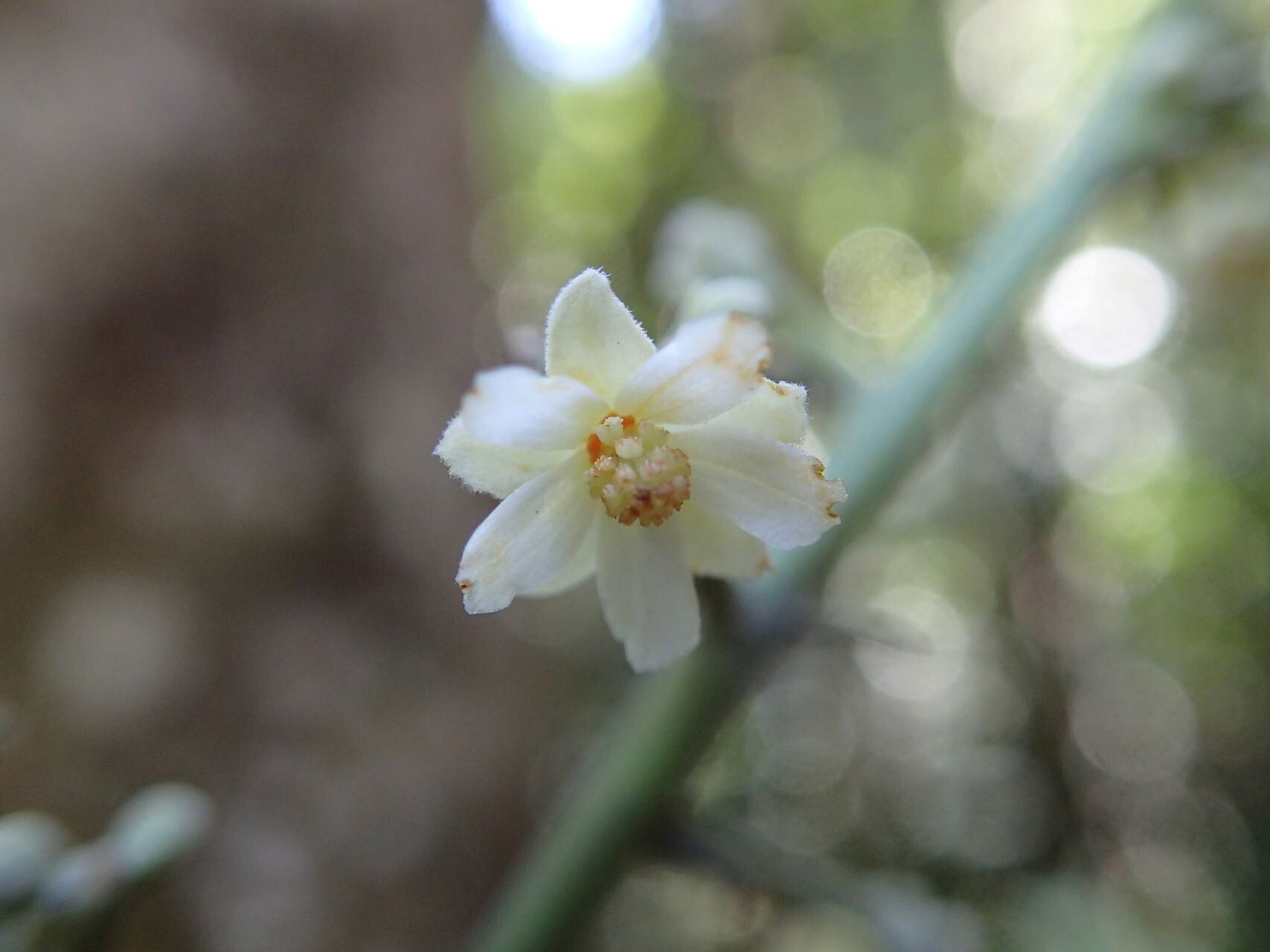 Baloghia balansae flower