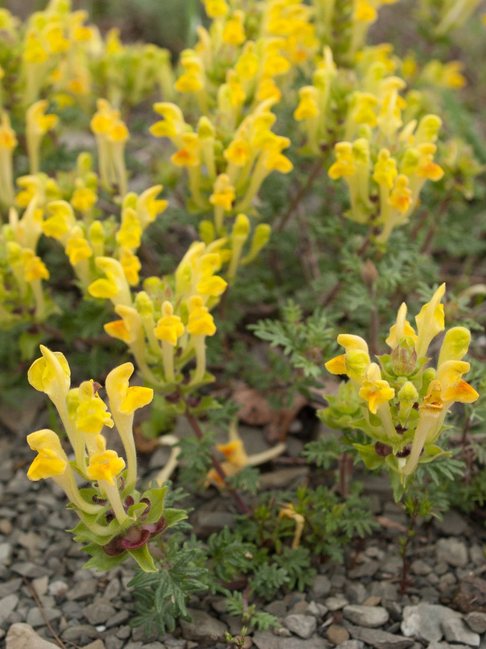 Scutellaria orientalis flower