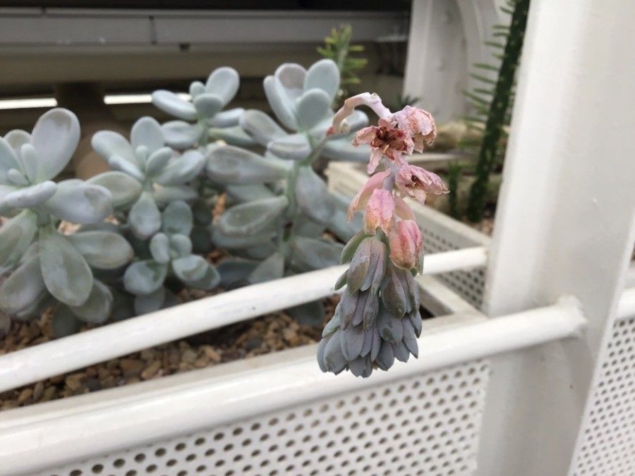 Pachyphytum oviferum flower