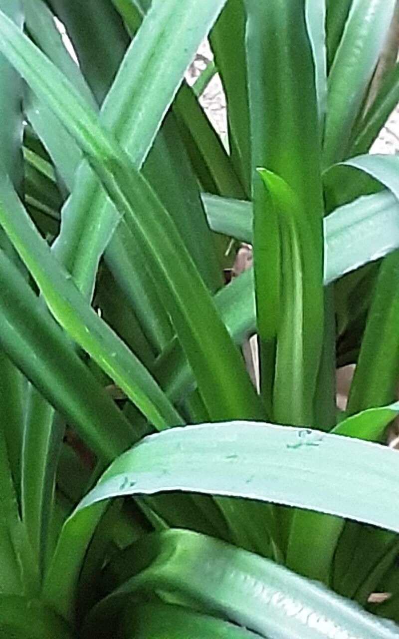 Crinum purpurascens — search result for 'Crinum'