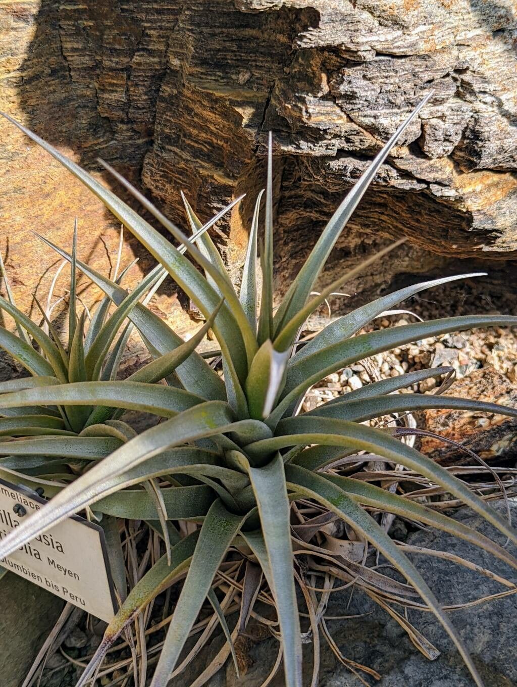 Tillandsia latifolia — search result for 'Ecuador'