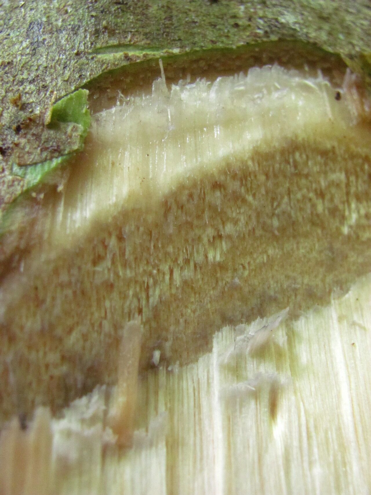 Macaranga paxii bark