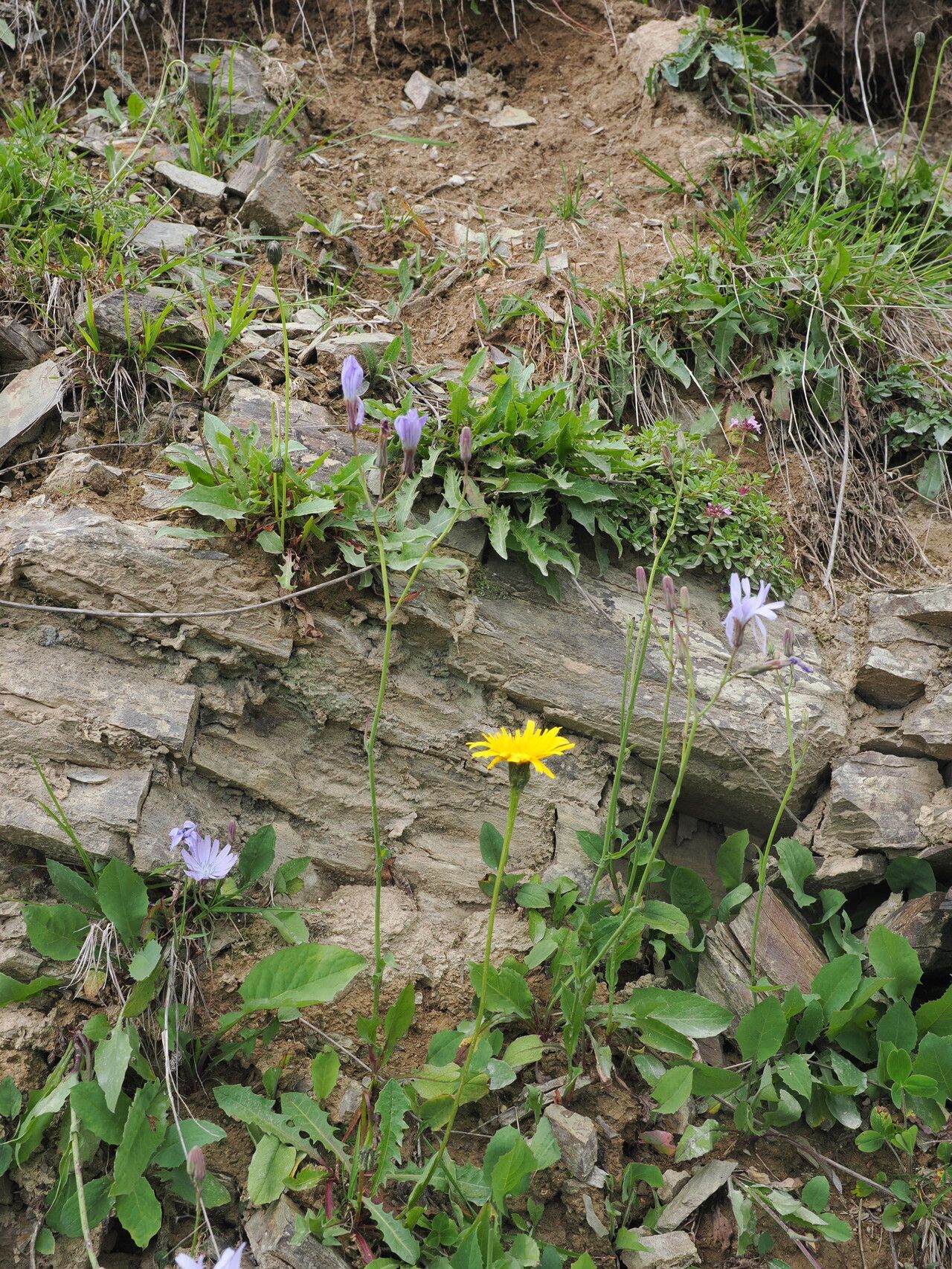 Cicerbita racemosa habit