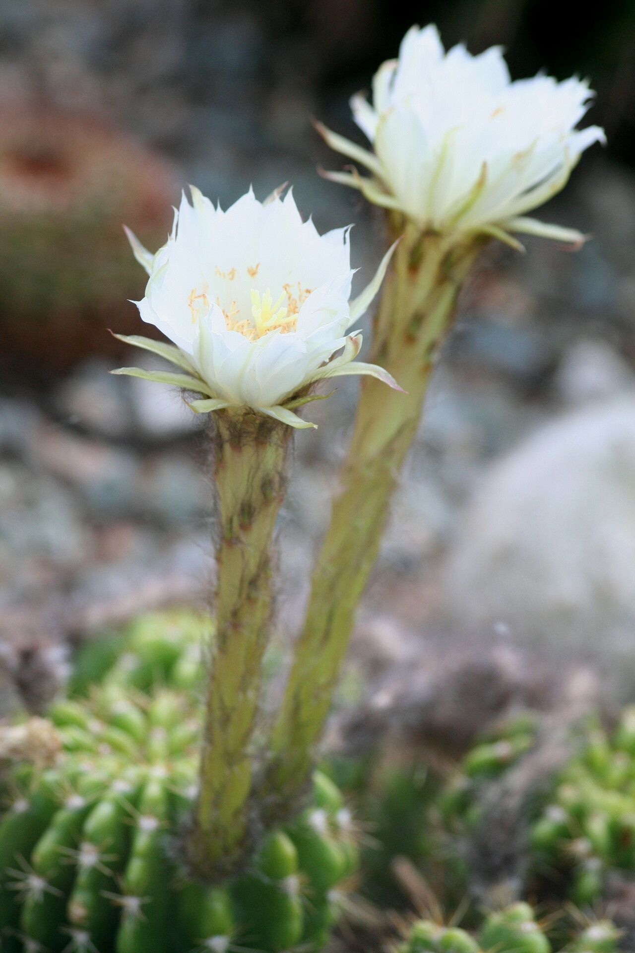 Echinopsis calochlora flower