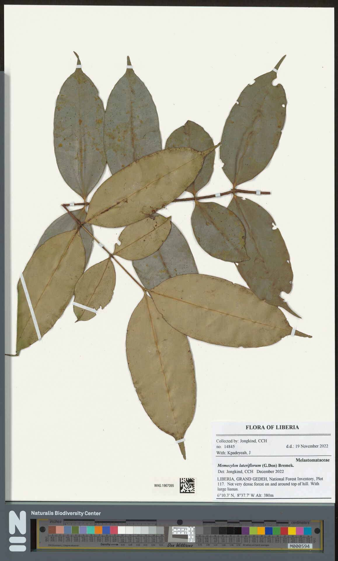 Memecylon lateriflorum — houseplant care guide