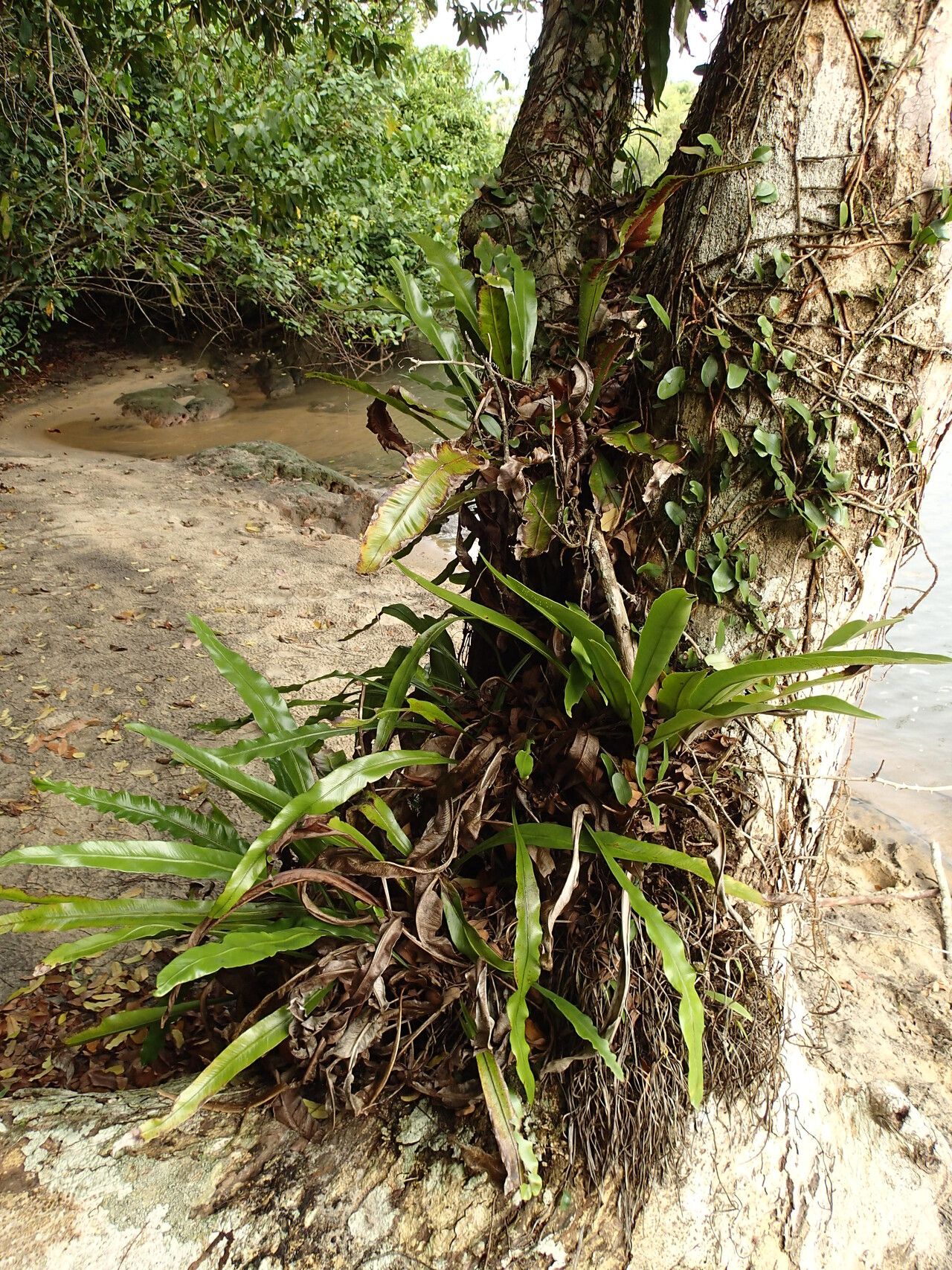 Asplenium africanum habit