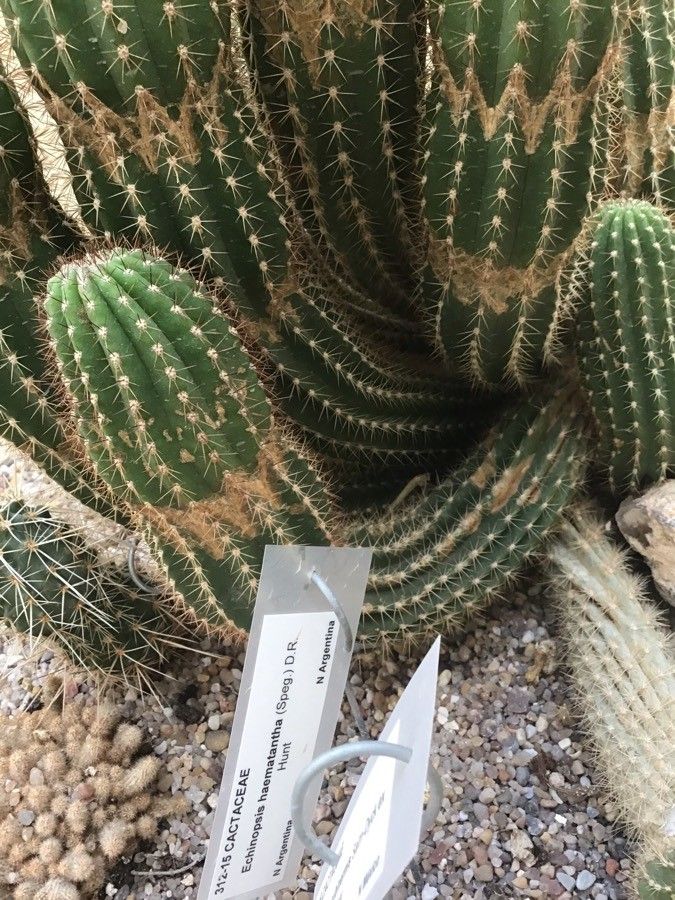 Echinopsis haematantha — search result for 'Echinopsis'